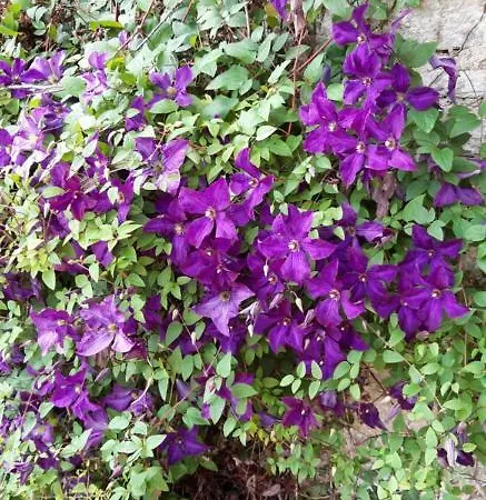 Bed & Breakfast Logis Des Bessons 3*