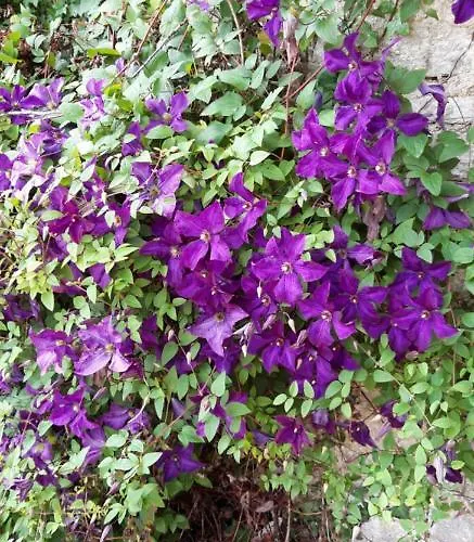 Panzió Logis Des Bessons 3*